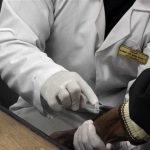 أنشيلوتي في إنتظار تحقيق الإتحاد الألماني بسبب فعل خادش للحياء