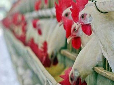 ارتفاع أسعار الدواجن
