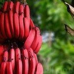طرق التخلص من حب الشباب دون تكاليف