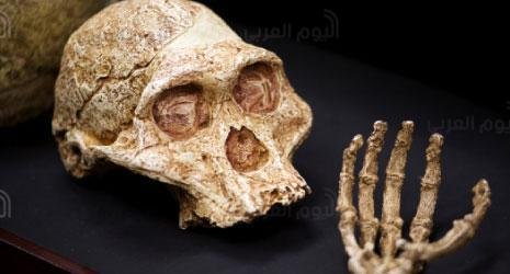 الهومو ناليدي