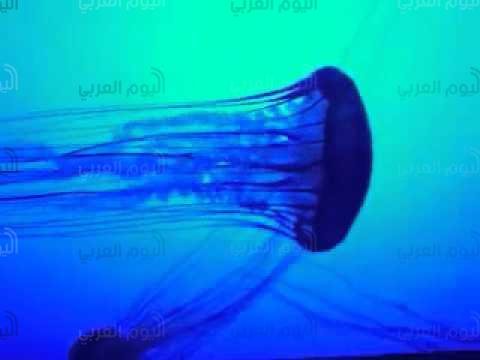 قنديل البحر الأزرق
