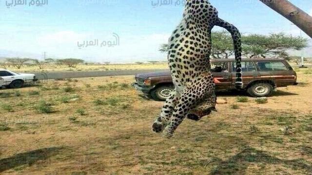 النمر العربي