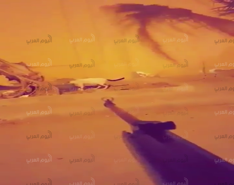 قاتل القطط
