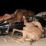 لمشاركتها في «The voice».. شيرين عبد الوهاب تهدي إليسا باقة ورد