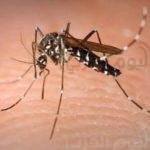 العاصمة الإدارية الجديدة 